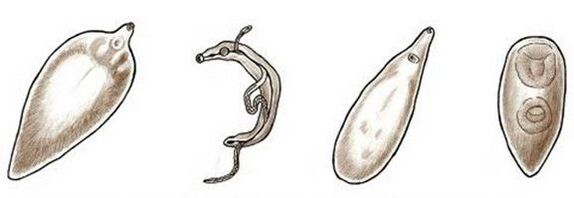 Parásitos en el cuerpo humano