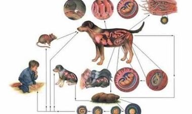 Las causas y los métodos de infección de los gusanos