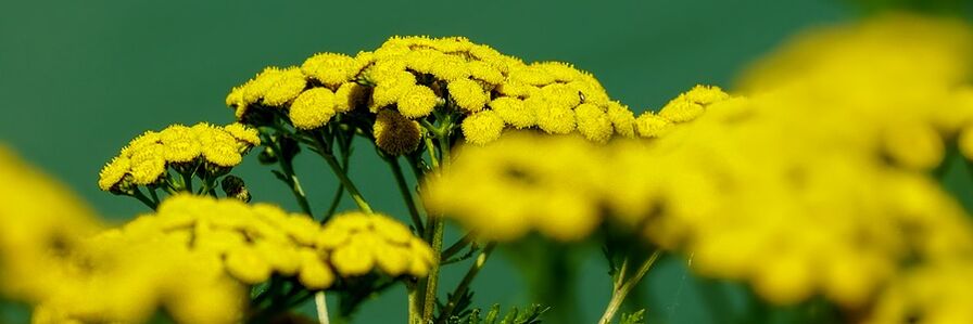 Tansy lucha contra los gusanos