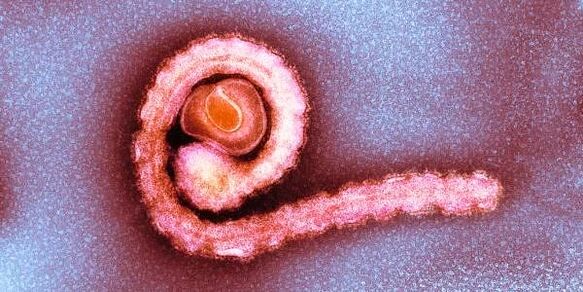 Tenia enana en humanos