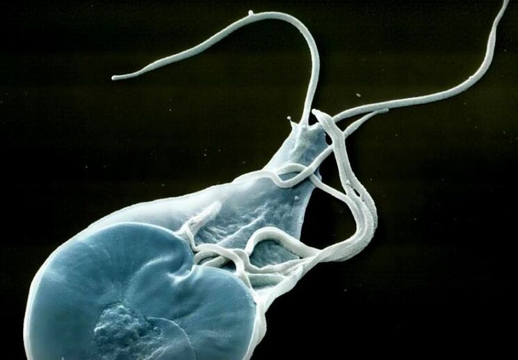 lamblia intestinal humana